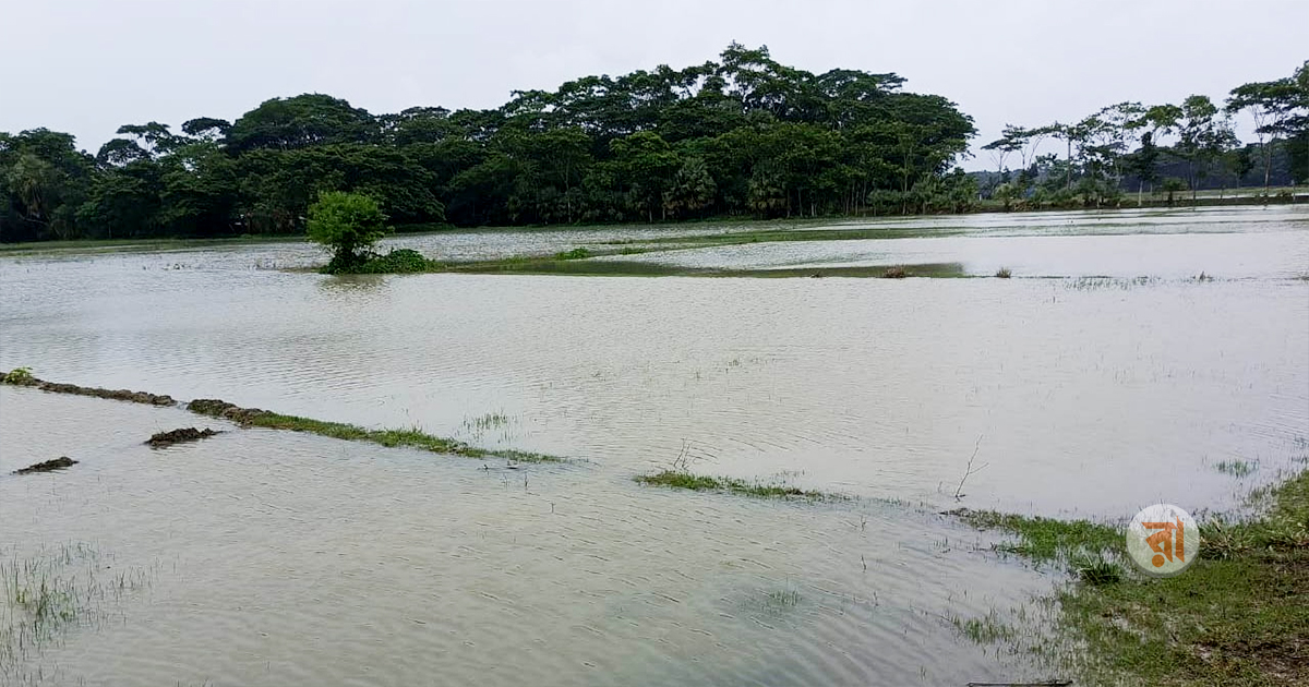 Patuakhali Rain And Waterlog News Photo 09-07-2025 (1)