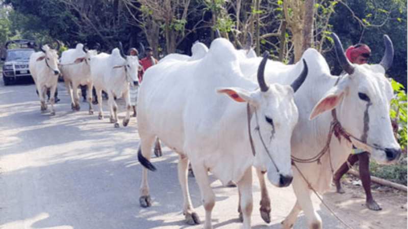 Public slaughter of all animals, including cows, banned in West Bengal