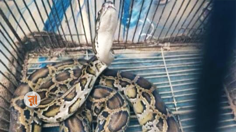 Python Found In Narail Paddy Field 29-08-2025 (1)