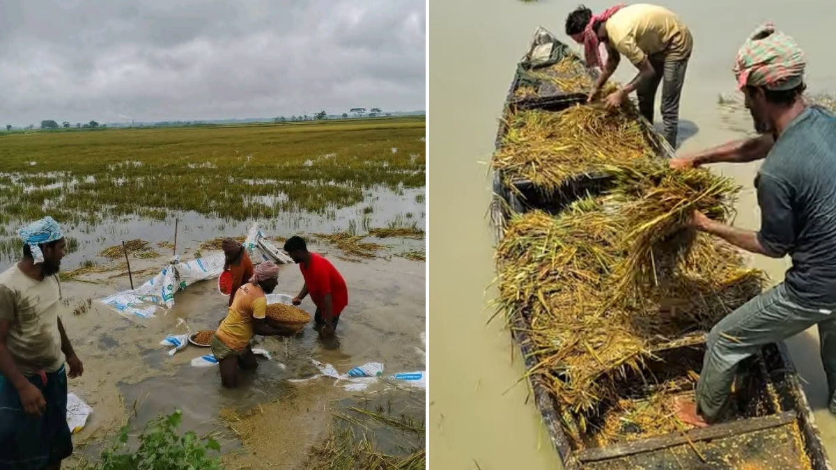 Rain floods Haor again, washing away farmers' last hopes