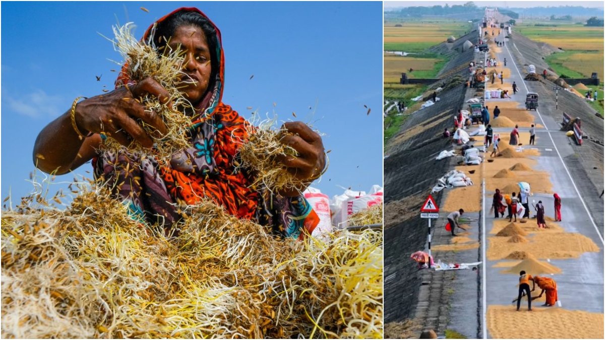 Rice prices crash, haor fields flooded — Kishoreganj farmers in crisis (2)