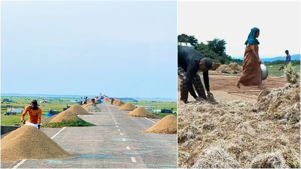 হাওরের অধিকাংশ খলা পানিতে তলিয়ে যাওয়ায় বাধ্য হয়ে সড়কেই ধান শুকাতে হচ্ছে কৃষকদের। ছবি: সংগৃহীত