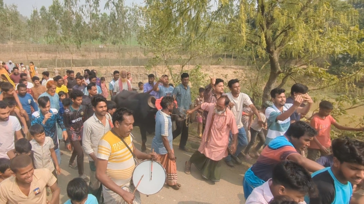 ঢাক-ঢোল পিটিয়ে গ্রামবাসীদের সঙ্গে নিয়ে বাজিতে জেতা মহিষটি বুঝে নিয়েছেন বিএনপি সমর্থক আব্দুল মান্নান। ছবি: রাজনীতি ডটকম