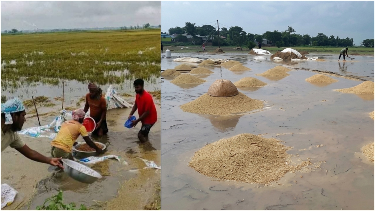 Sunamganj haor paddy submerged due to rain and hill runoff, farmers in distress (1)