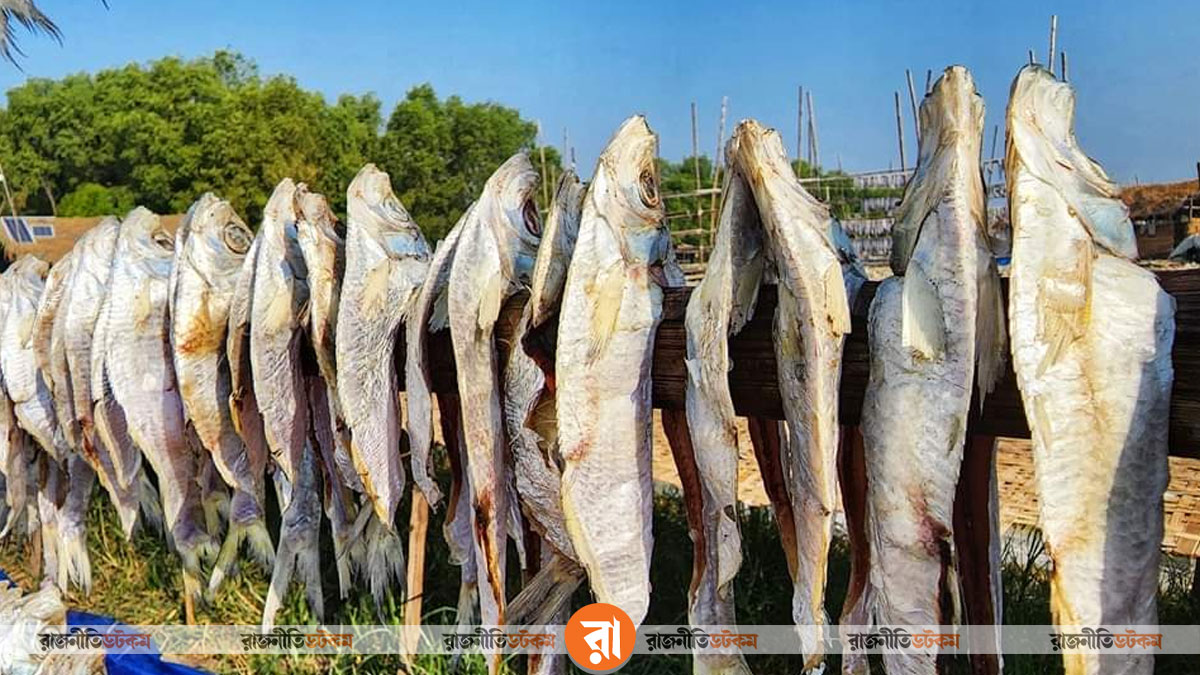 শুঁটকি মৌসুম সামনে রেখে ব্যস্ত সময় পার করলেন দুবলার চরের বাসিন্দারা। ছবি: রাজনীতি ডটকম