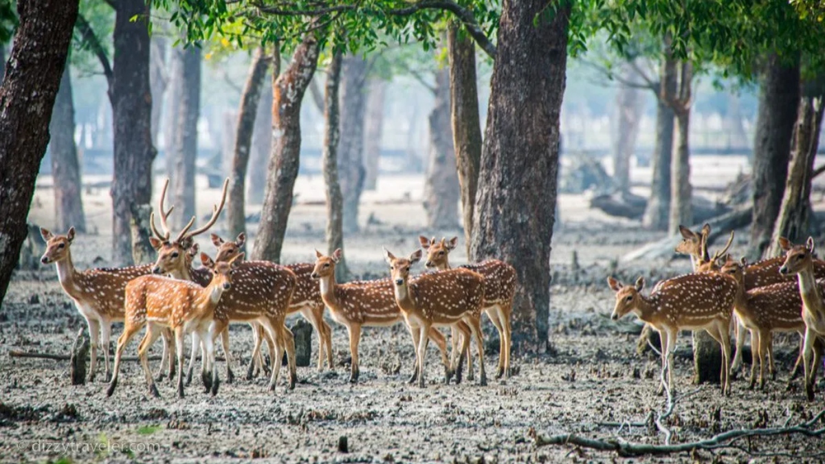 ৩ মাস পর দুয়ার খুলল সুন্দরবনের, প্রকৃতিতে সজীবতা