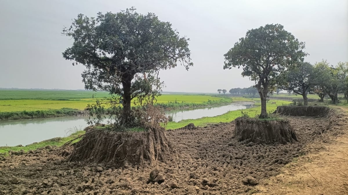 Tanguar-Haor-Deforestation