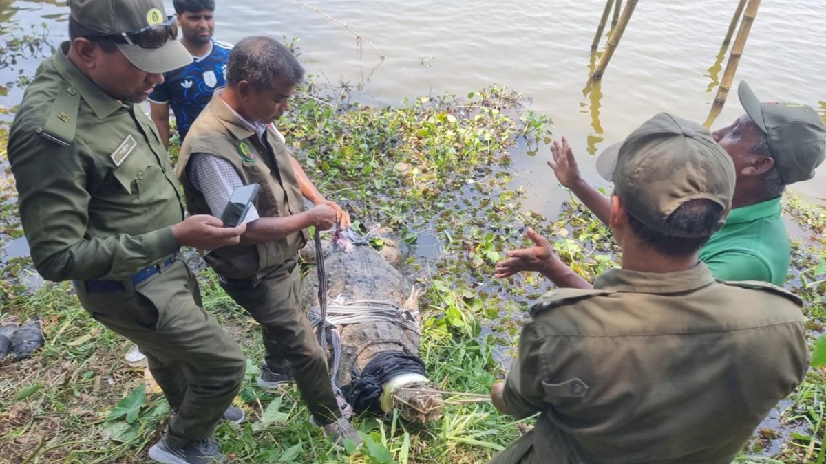 ক্ষুব্ধ খানজাহান আলী মাজার কর্তৃপক্ষ, কুমির ফিরিয়ে দেওয়ার দাবি