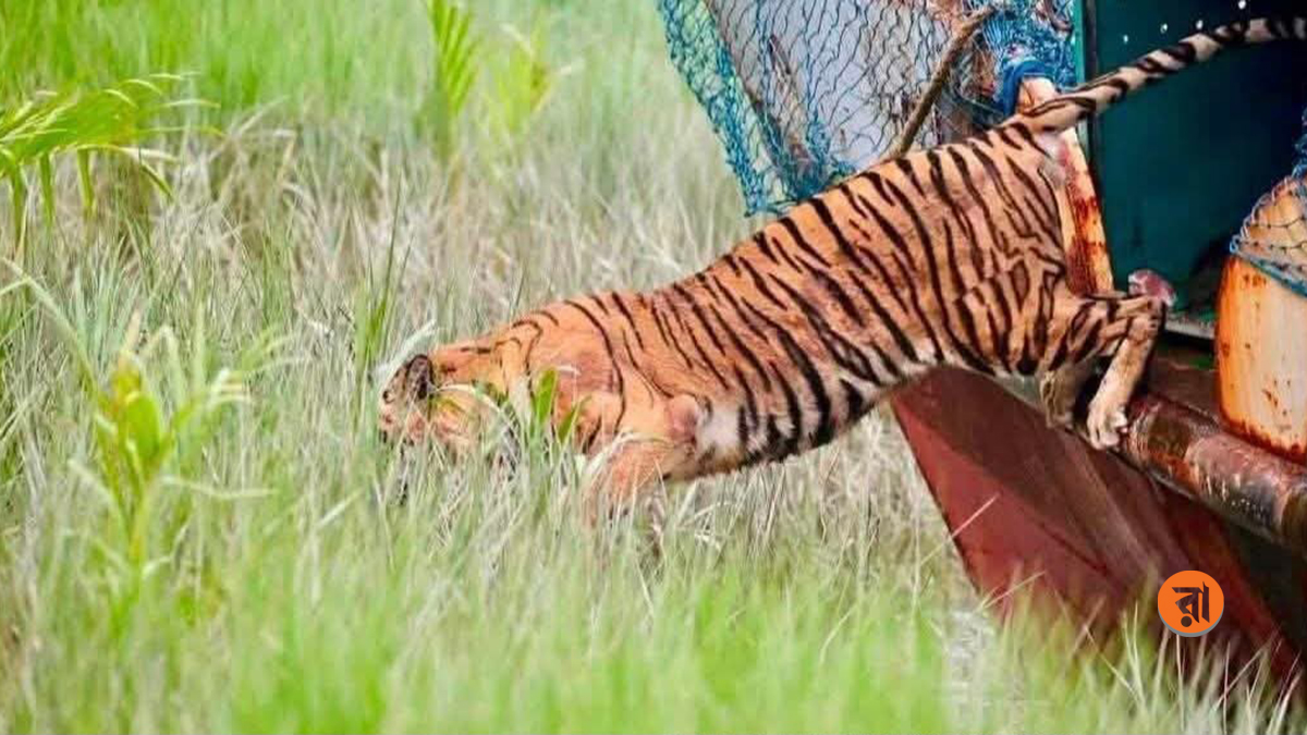 Tigress Freed To Sundarban 13-07-2026 (1)
