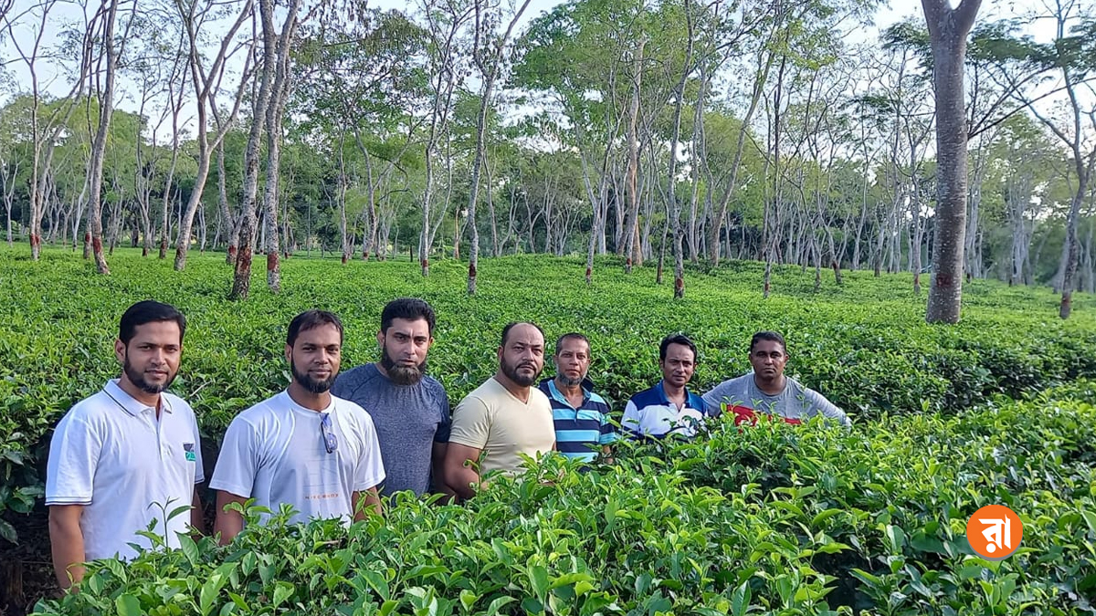 সিলেটের চা বাগানগুলোও মুখরিত হয়ে উঠেছে পর্যটকদের পদচারণায়। ছবি: রাজনীতি ডটকম