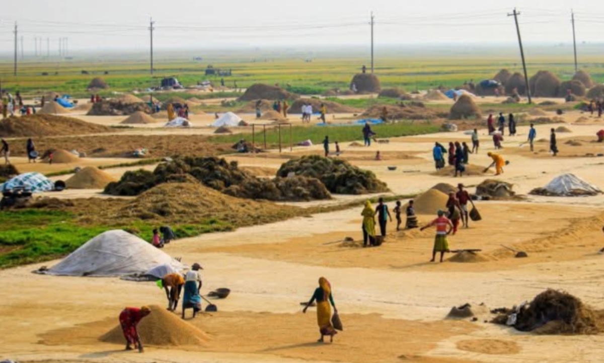 Under the sun, women in Kishoreganj haors work tirelessly to save paddy