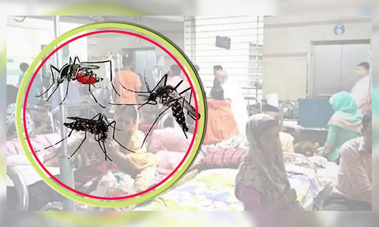 ডেঙ্গু আক্রান্ত হয়ে হাসপাতালে ভর্তি ৫১২ জন