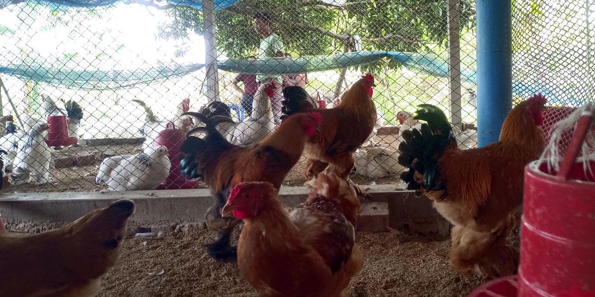 hen-notore